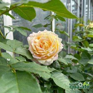 floricoltura-quaiato-mostra-delle-rose-gallery-rose