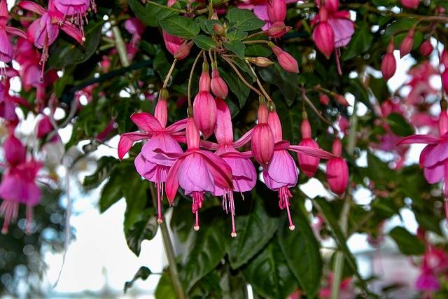 fuchsia-quaiato-piante-stagionali-piante-primaverili-cosa-piante-in-aprile