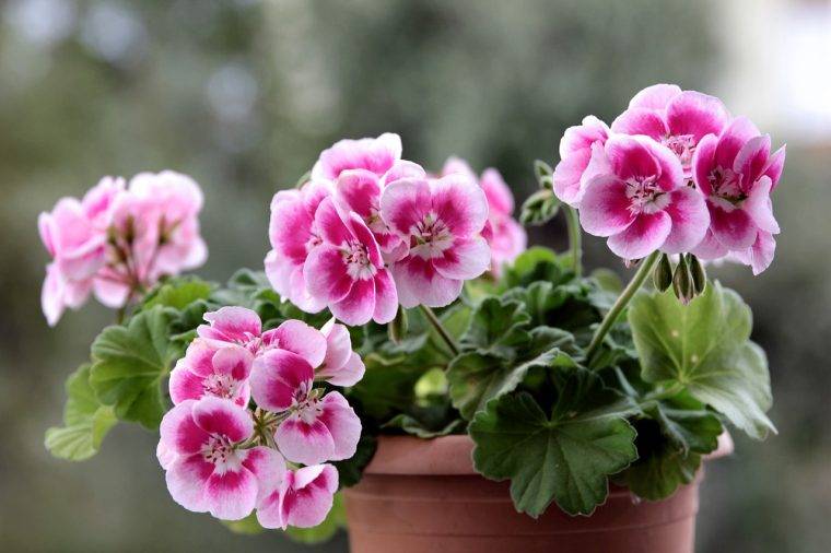 geranio-quaiato-piante-stagionali-piante-primaverili-cosa-piante-in-aprile