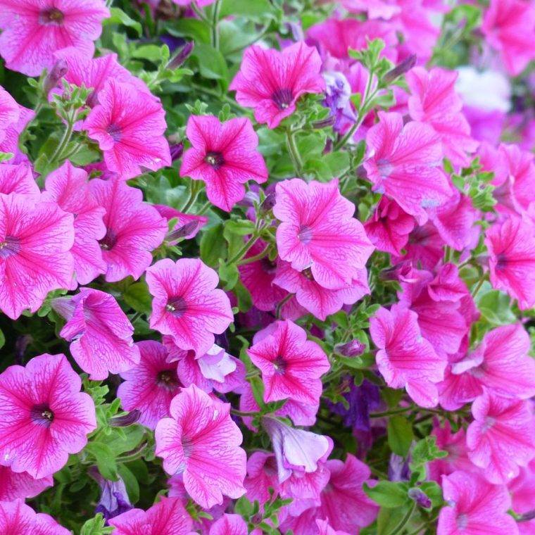 petunia-quaiato-piante-stagionali-piante-primaverili-cosa-piante-in-aprile