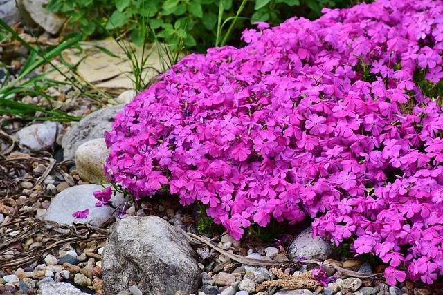 phlox-quaiato-piante-stagionali-piante-primaverili-cosa-piante-in-aprile