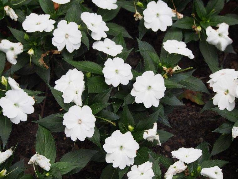 Impatiens_SunPatiens_-cosa-piantare-in-maggio-quaiato