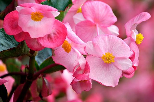 begonia-cosa-piantare-in-maggio-quaiato