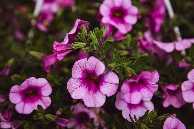 calibrachoa-cosa-piantare-in-maggio-quaiato