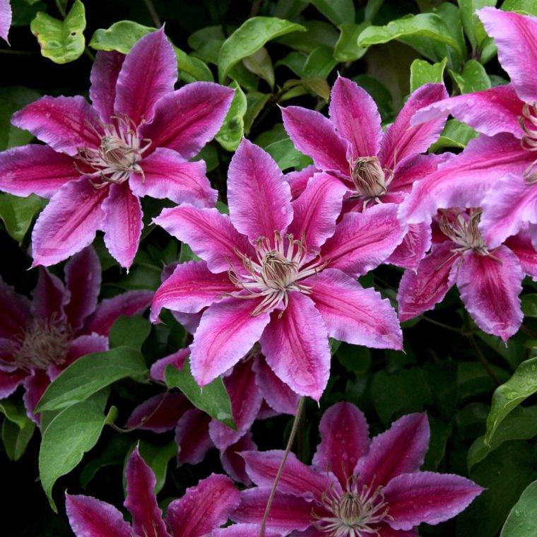 clematis-cosa-piantare-in-maggio-quaiato