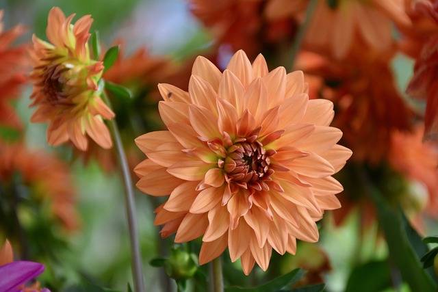 dalia-cosa-piantare-in-maggio-quaiato