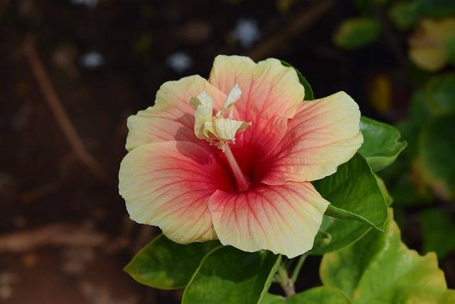 hibiscus-cosa-piantare-in-maggio-quaiato