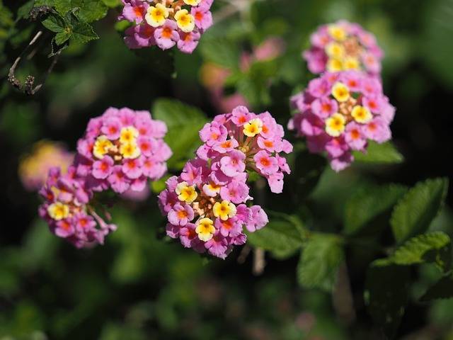lantana-cosa-piantare-in-maggio-quaiato