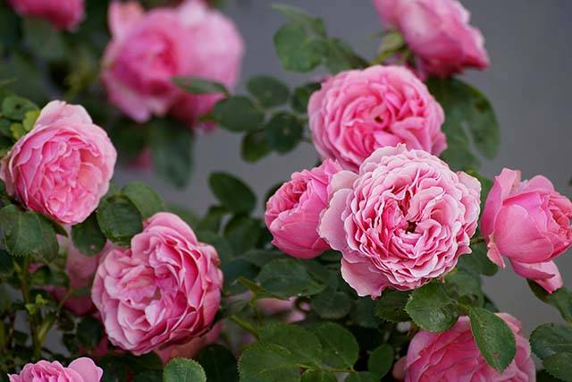 
rose-cosa-piantare-in-maggio-quaiato