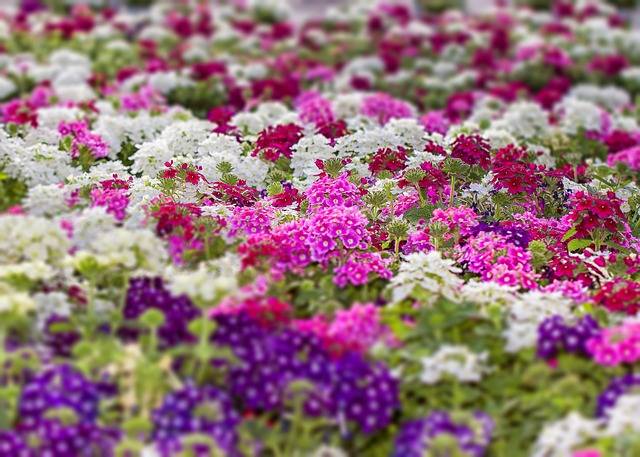 verbena-cosa-piantare-in-maggio-quaiato