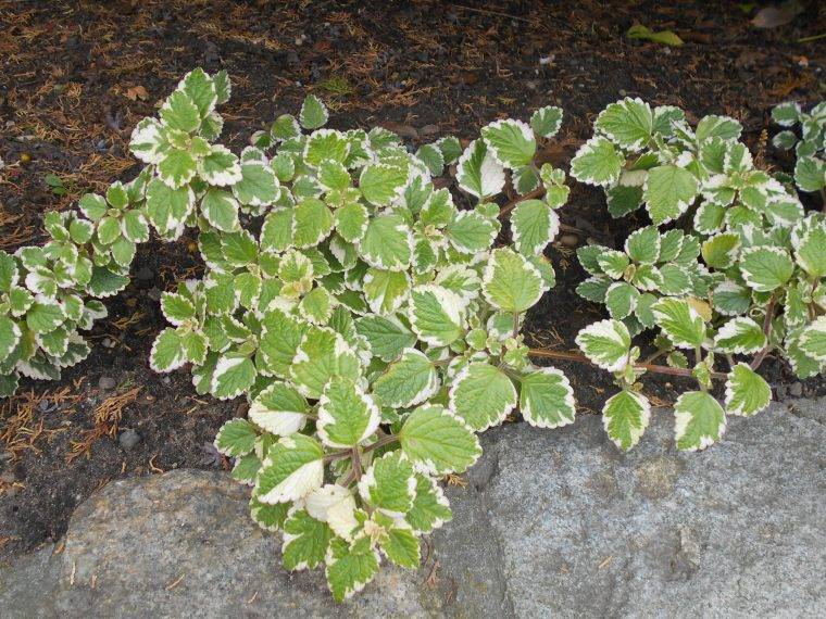 Plectranthus-incenso-cosa-piantare-in-giugno-piante-annuali-quaiato