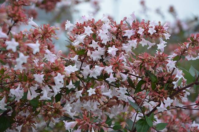abelia-cosa-piantare-in-luglio-quaiato