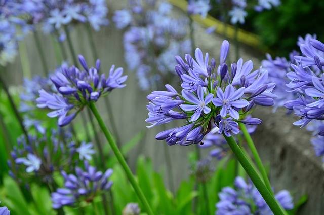 agapanthus-cosa-piantare-in-luglio-quaiato