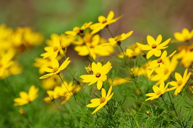 bidens-cosa-piantare-in-giugno-piante-annuali-quaiato