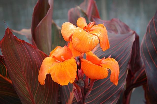 canna-indica-quaiato-piante-perenni-da-pieno-sole.