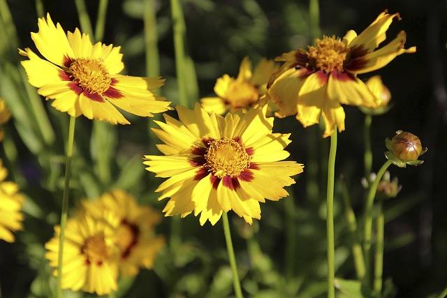 coreopsis-cosa-piantare-in-luglio-quaiato