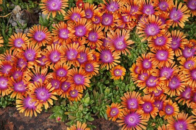 delosperma-quaiato-piante-perenni-da-pieno-sole
