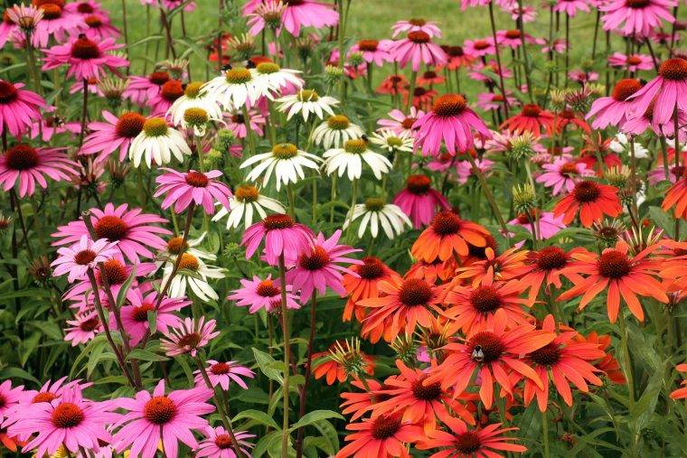 echinacea-piante-perenni