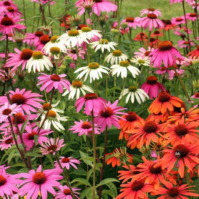 echinacea-quaiato-piante-perenni-da-pieno-sole-copertina