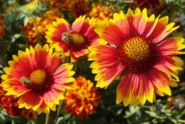 gaillardia-quaiato-piante-perenni-da-pieno-sole.