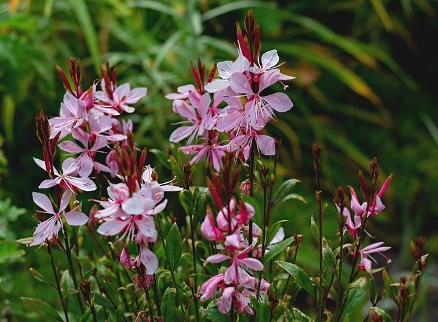 gaura-quaiato-piante-perenni-da-pieno-sole.