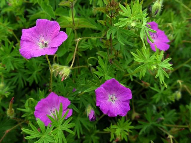 geranium-sanguineum-quaiato-piante-perenni-da-pieno-sole