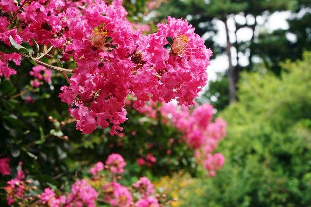 lagerstroemia-cosa-piantare-in-luglio-quaiato