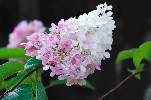 ortensia-paniculata-cosa-piantare-in-luglio-quaiato.