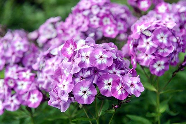 phlox-paniculata-cosa-piantare-in-luglio-quaiato