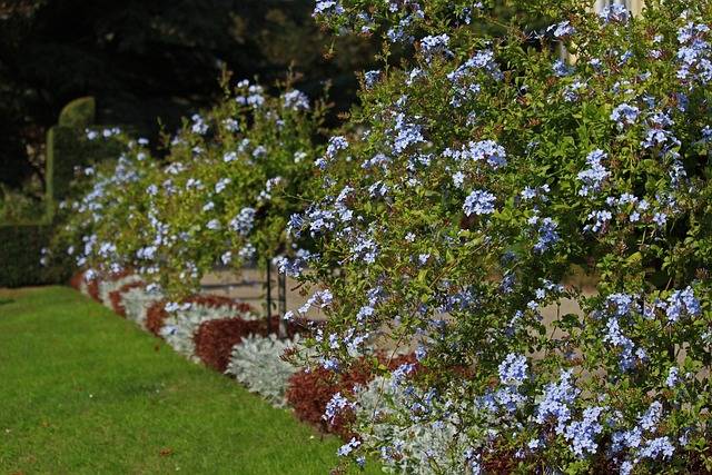 plumbago-cosa-piantare-in-giugno-piante-annuali-quaiato