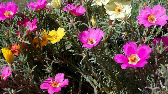 portulaca-cosa-piantare-in-giugno-piante-annuali-quaiato