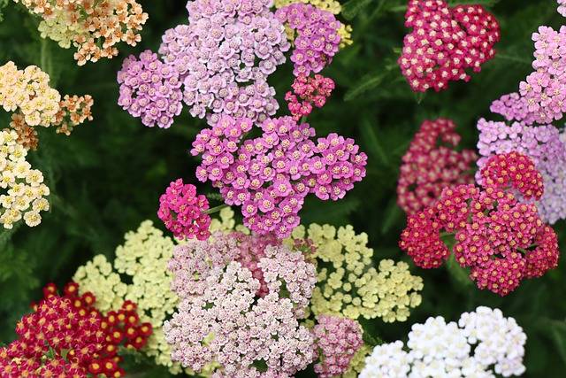 achillea-quaiato-piante-perenni-da-pieno-sole