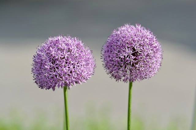 allium-quaiato-piante-perenni-da-pieno-sole