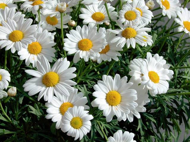 leucanthemum-quaiato-piante-perenni-da-pieno-sole