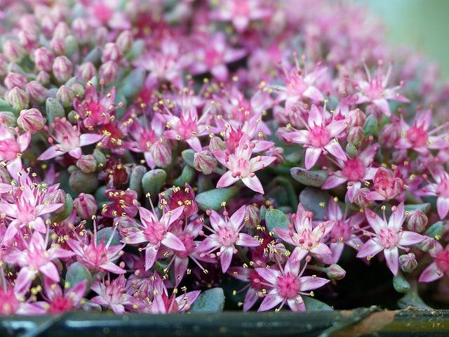 sedum-quaiato-piante-perenni-da-pieno-sole