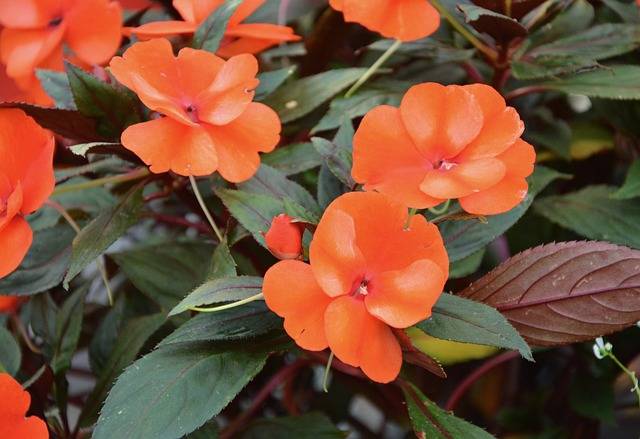 sunpatiens-cosa-piantare-in-giugno-piante-annuali-quaiato