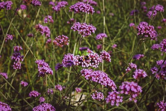 verbena-lollipop-cosa-piantare-in-luglio-quaiato