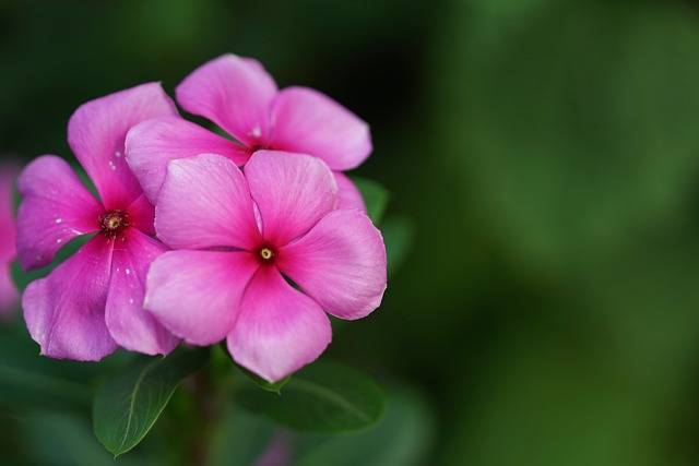 vinca-cosa-piantare-in-giugno-piante-annuali-quaiato