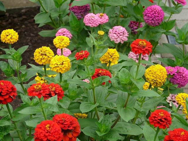 zinnia-cosa-piantare-in-giugno-piante-annuali-quaiato