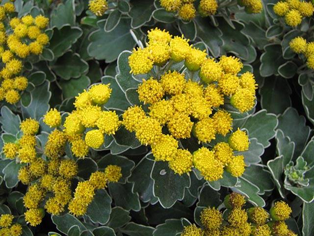 fiori-autunnali-quaiato-cosa-piantare-in-settembre-ajania