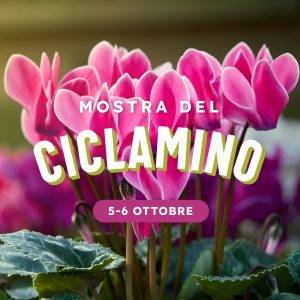 mostra del ciclamino-ciclamini verona-quaiato6