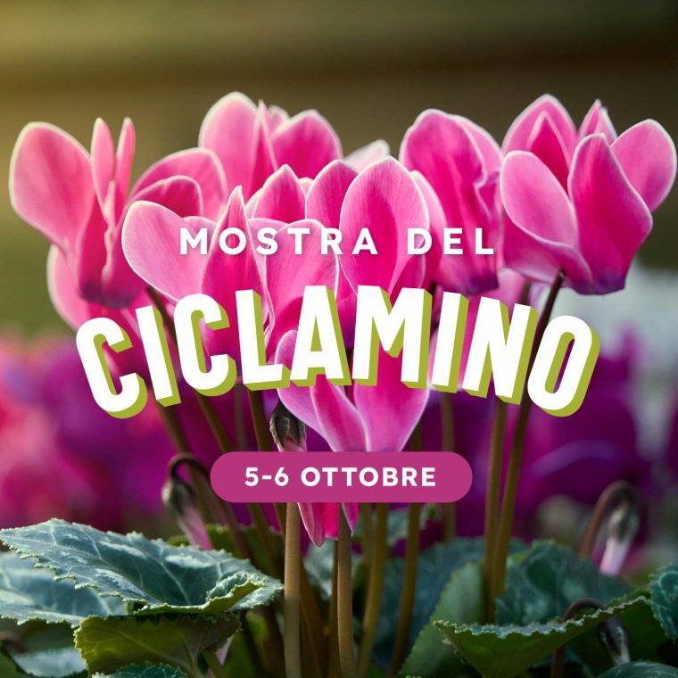 mostra del ciclamino-ciclamini verona-quaiato6