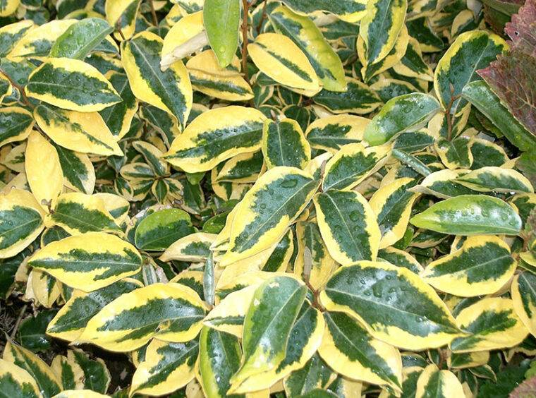 eleagnus-piante-da-siepe-a-verona