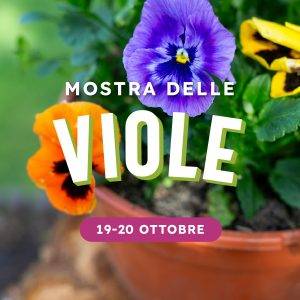 mostra-delle-viole-19-20-ottobre-quaiato-quad