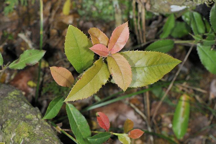photinia-crispifolia