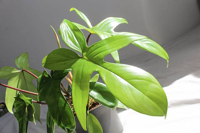 Philodendron-Squamiferum-articolo-piante-da-regalare-a-natale-quaiato