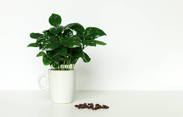 articolo-piante-da-regalare-a-natale-quaiato-pianta-del-caffe