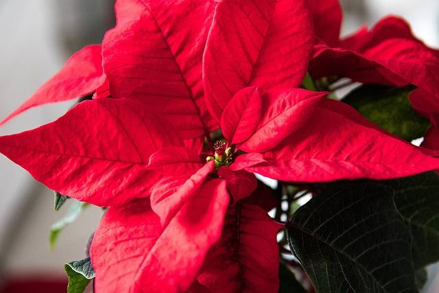 articolo-piante-da-regalare-a-natale-stelle-di-natale-quaiato