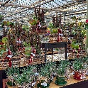 regali-di-natale-idee-regali-natale-casalinghi-prodotti-tipici-piante-quaiato