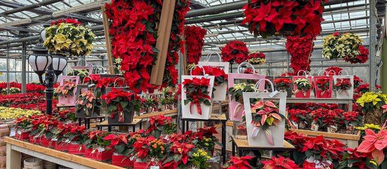 egali-di-natale-idee-regalo-natale-composizioni-floreali-diffusori-ambiente-prodotti-tipici-italiani-cesti-natalizi-Quaiato